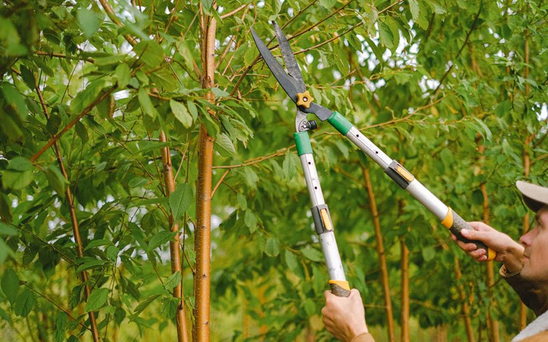 Tree trimming in Chenango Forks, NY